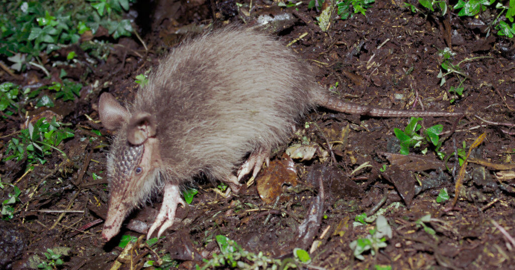 Aportes al conocimiento del armadillo peludo de nariz larga (Dasypus ...