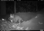 Camera trap photograph illustrating the predation by ocelot of giant armadillo offspring