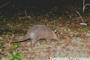 Yungas lesser long-nosed armadillo Dasypus mazzai