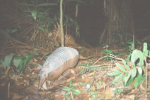Greater long-nosed armadillo Dasypus beniensis