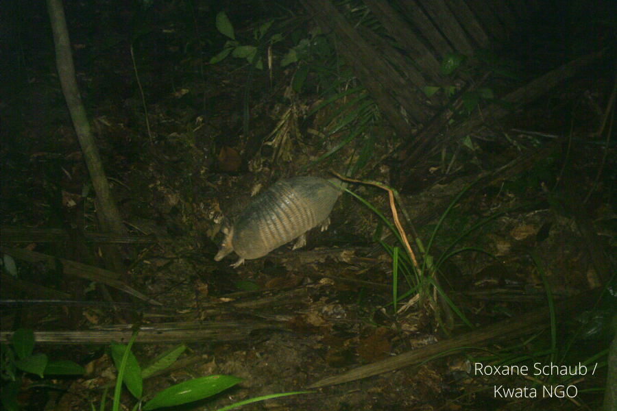 Greater long-nosed armadillo<br />
Dasypus kappleri