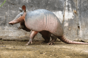 Greater long-nosed armadillo Dasypus pastasae