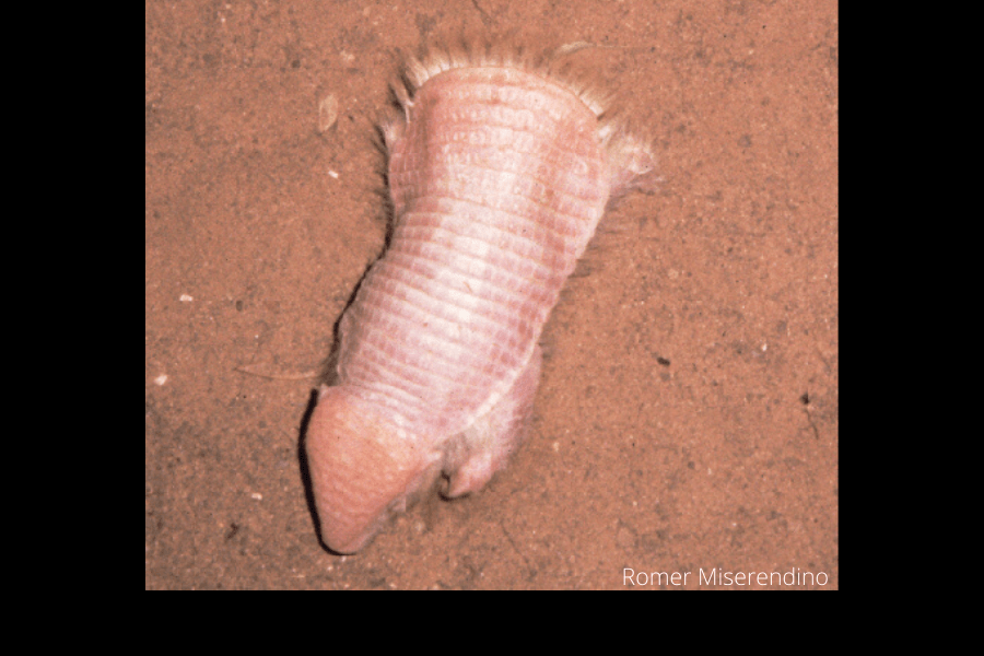 Greater Fairy Armadillo Calyptophractus retusus 