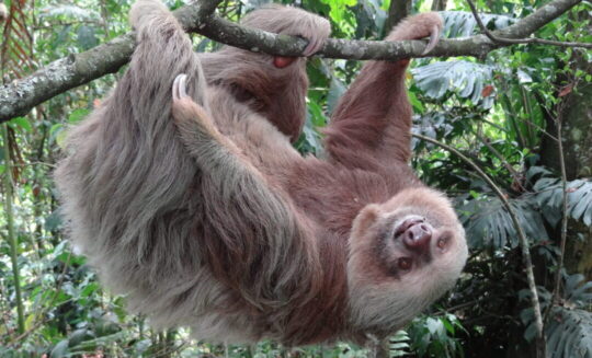 Hoffmann's Two-ﬁngered Sloth Choloepus hoffmanni