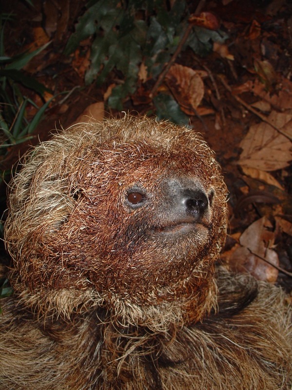 Southern Maned Three-Fingered Sloth Bradypus crinitus