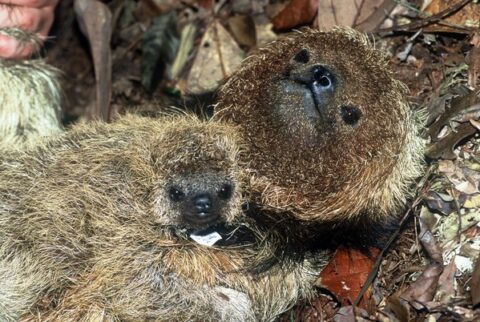 Southern Maned Three-Fingered Sloth Facts for Kids | IUCN SSC Anteater ...