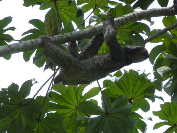 Pale-throated Three-ﬁngered Sloth Bradypus tridactylus