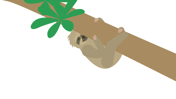 Pygmy Three-ﬁngered Sloth Bradypus pygmaeus
