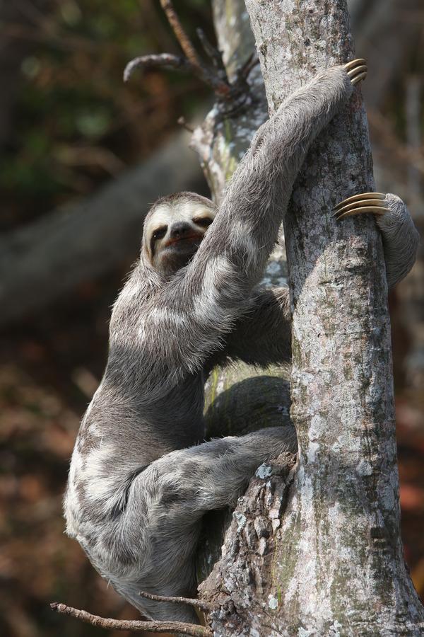 Brown-throated Three-fingered Sloth Bradypus variegatus