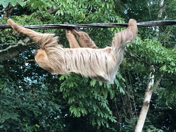 Linné's Two-ﬁngered Sloth Choloepus didactylus