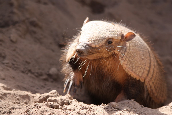 Large Hairy Armadillo Chaetophractus villosus