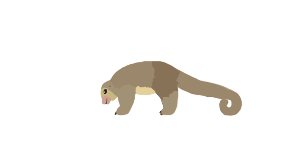 Rio Negro silky anteater - Cyclopes ida