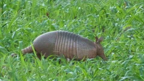 Nine-banded armadillo Facts for Kids | IUCN SSC Anteater, Sloth and ...