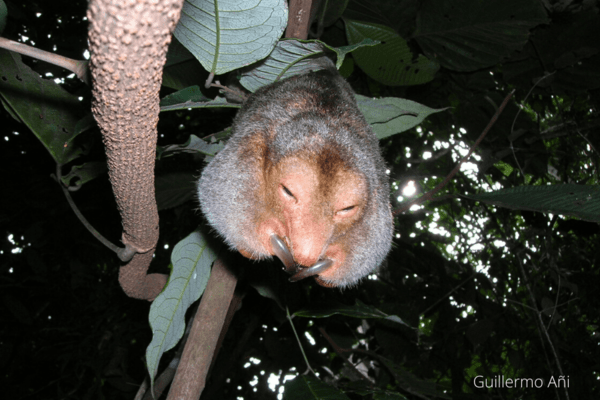 Rio Negro silky anteater<br />
Cyclopes ida