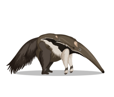 Giant anteater - Myrmecophaga tridactyla