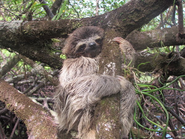 Pygmy Three-ﬁngered Sloth Bradypus pygmaeus