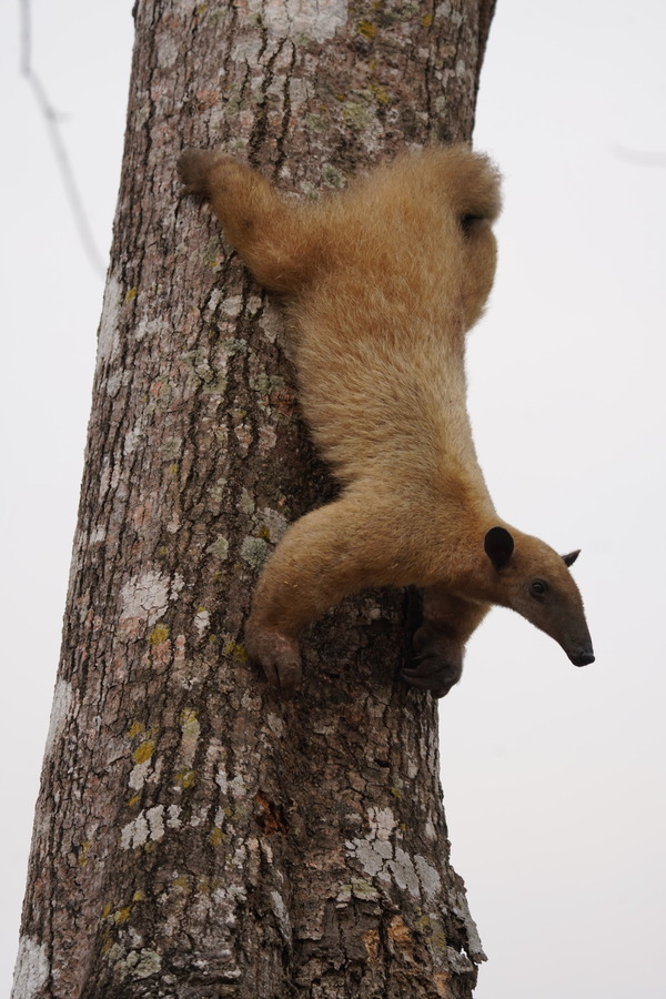 If a tamandua feels threatened while in a tree, it will hold onto