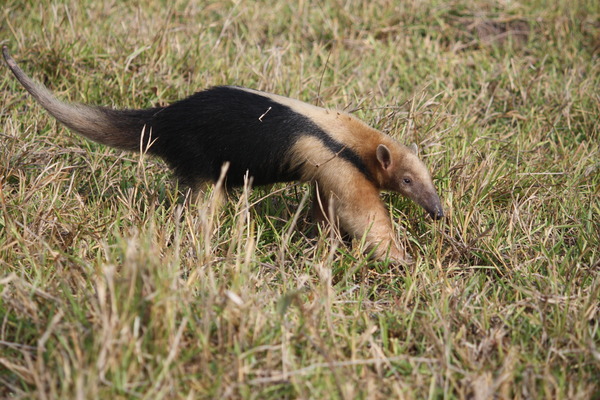 Southern Tamandua (Tamandua tetradactyla) in defensive posture