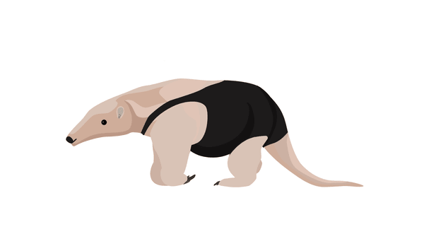 Souther anteater - Tamandua tetradactyla