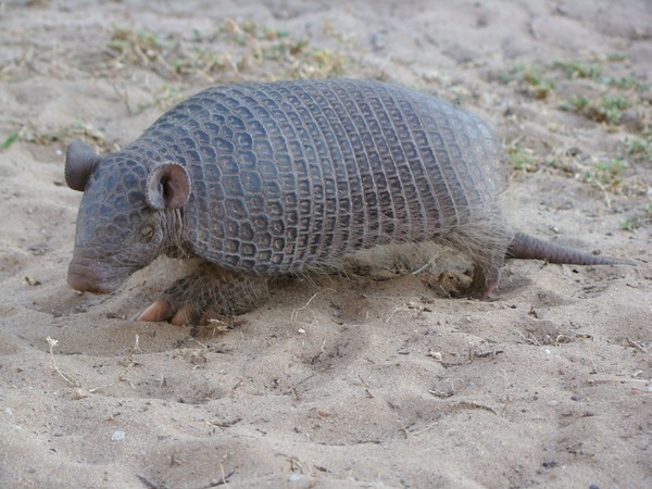 Cerrado naked-tailed armadillo Cabassous squamicaudis