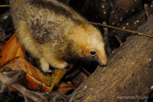 Hormiguero sedoso de Centroamérica Cyclopes dorsalis