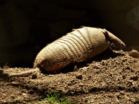 Six-banded armadillo Facts for Kids | IUCN SSC Anteater, Sloth and ...
