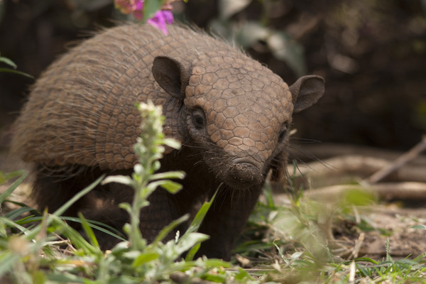 Six-banded armadillo Facts for Kids | IUCN SSC Anteater, Sloth and ...