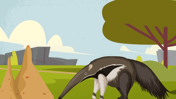 Giant anteater hunting