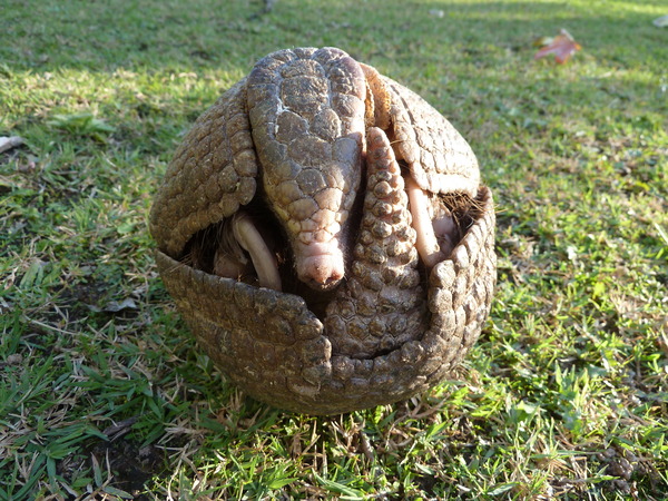 Southern three-banded armadillo<br />
Tolypeutes matacus