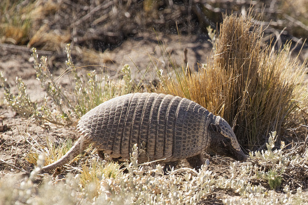 Dwarf armadillo<br />
Zaedyus pichiy