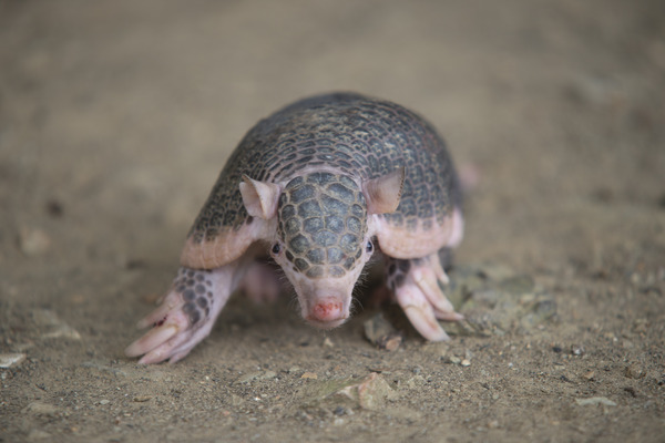 Armadillo de Cola Desnuda de Centroamérica (Cabassous centralis)