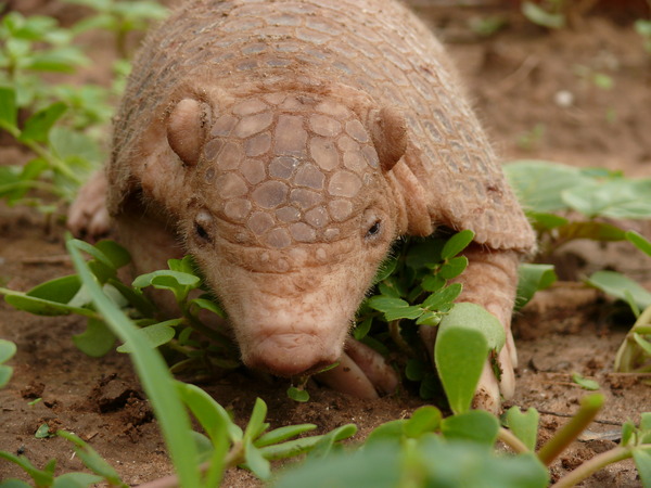 Cabasú Chaqueño (Cabassous chacoensis)