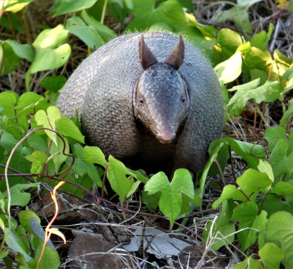 Armadillo de Siete Bandas (Dasypus septemcinctus)