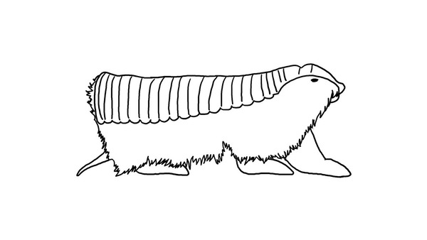 anteater worksheet