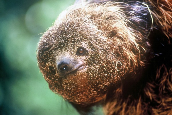 Preguiça-De-Coleira do Sudeste (Bradypus crinitus)