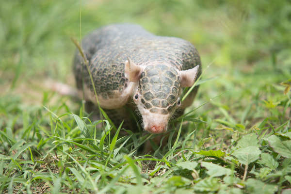 Fatos sobre o Tatu-de-Rabo-Mole da Centroamérica (Cabassous centralis) para crianças