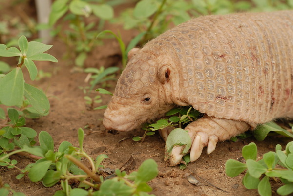 Tatu-de-Rabo-Mole do Chaco (Cabassous chacoensis)