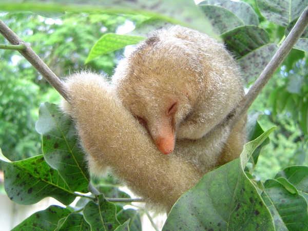 Tamanduaí (Cyclopes didactylus)