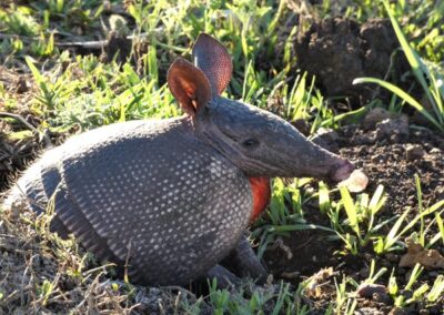 Tatu-Galinha (Dasypus novemcinctus)