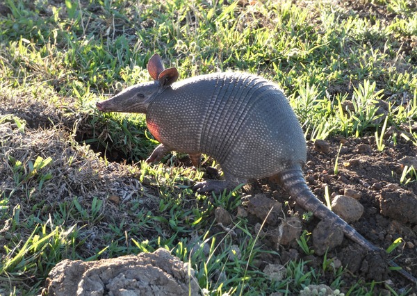 Tatu-Galinha (Dasypus novemcinctus)