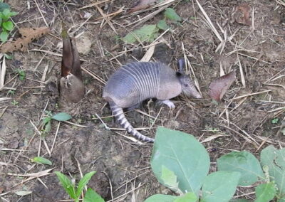 Tatu-Galinha (Dasypus novemcinctus)