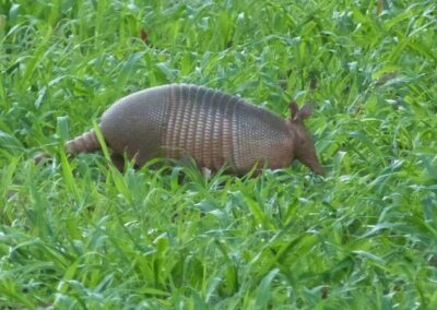 Tatu-Galinha (Dasypus novemcinctus)