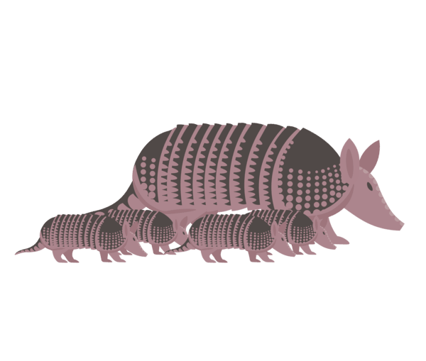 Armadillo de Nueve Bandas (Dasypus novemcinctus)