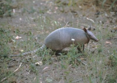 Tatu-Galinha (Dasypus novemcinctus)