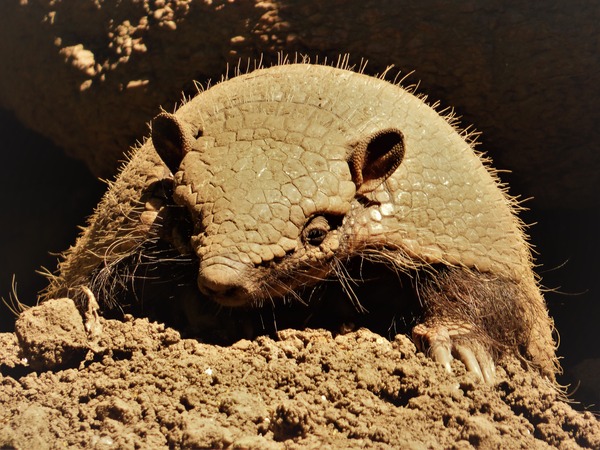 Armadillo de seis bandas (Euphractus sexcinctus)