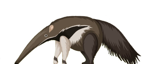 Tamanduá-Bandeira (Myrmecophaga tridactyla)