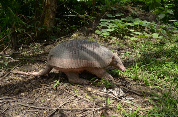 Armadillo gigante (Priodontes maximus)