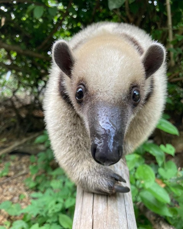 Tamanduá do Norte (Tamandua mexicana)