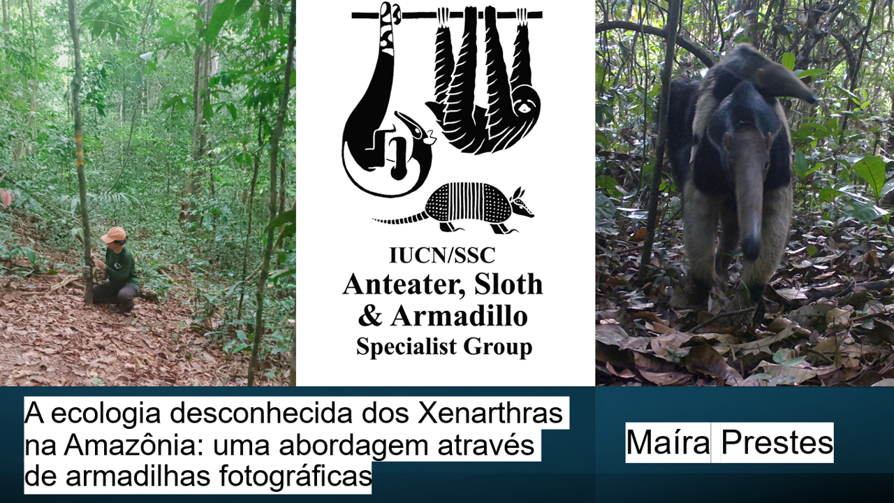 A ecologia desconhecida dos Xenarthras na Amazônia: uma abordagem através de armadilhas fotográficas.