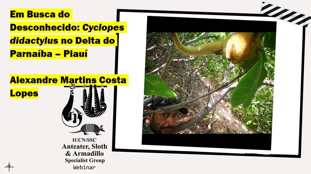 Em Busca do Desconhecido: Cyclopes didactylus no Delta do Parnaíba - Piauí